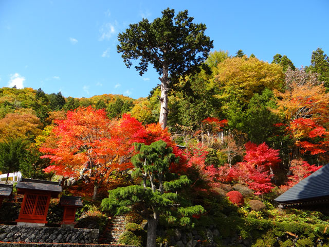 番外写真館紅葉46｜ホッキョクグマと三角コーン
