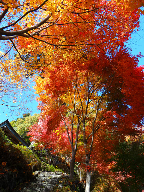 番外写真館紅葉47｜ホッキョクグマと三角コーン