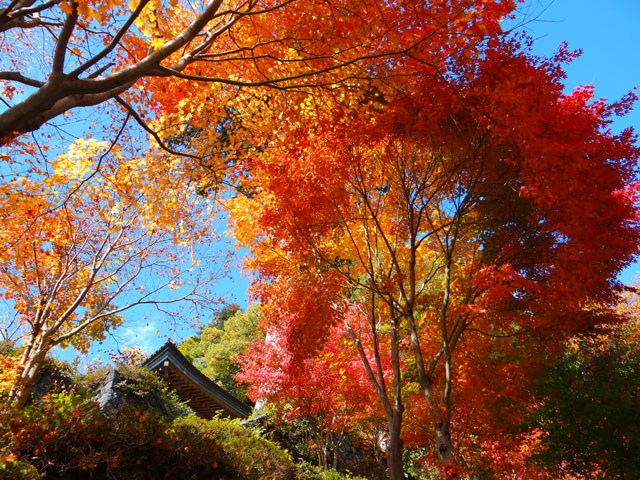 番外写真館紅葉48｜ホッキョクグマと三角コーン