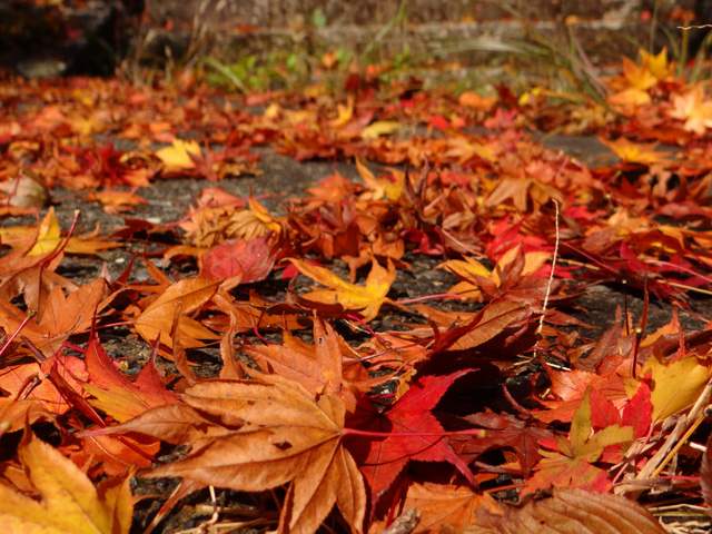 番外写真館紅葉49｜ホッキョクグマと三角コーン