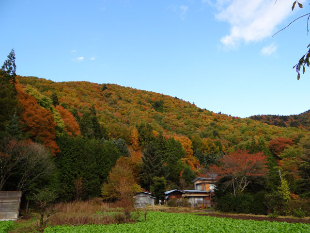 番外写真館紅葉38｜ホッキョクグマと三角コーン