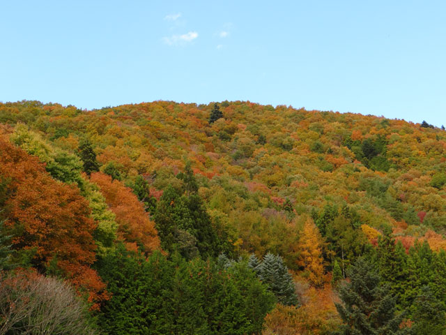番外写真館紅葉39｜ホッキョクグマと三角コーン