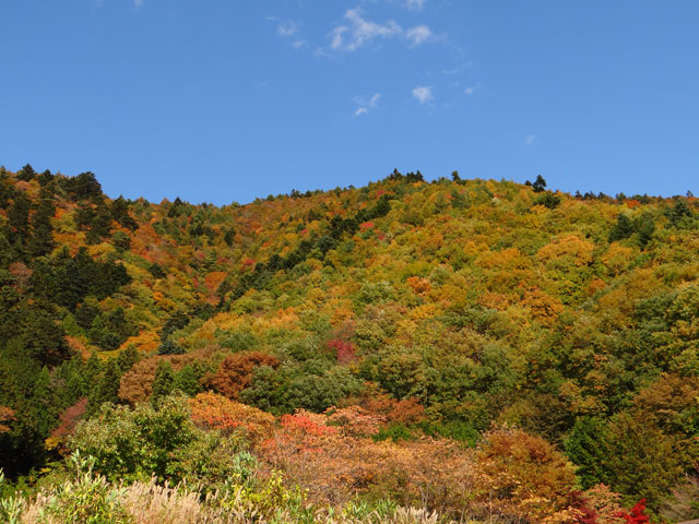 番外写真館紅葉40｜ホッキョクグマと三角コーン