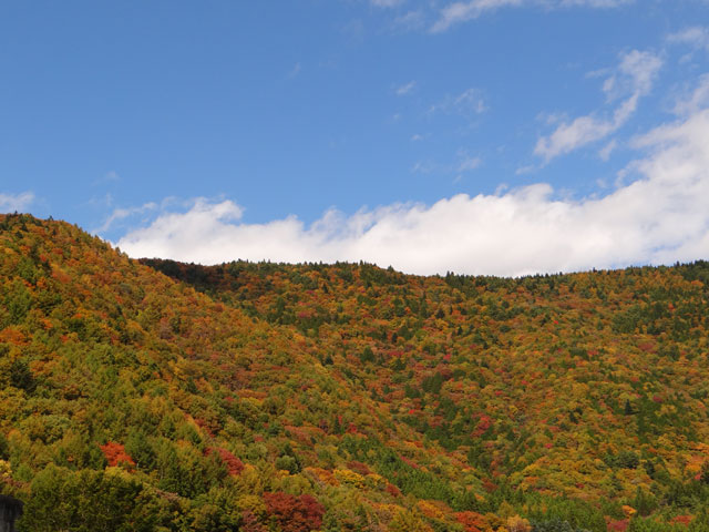 番外写真館紅葉41｜ホッキョクグマと三角コーン