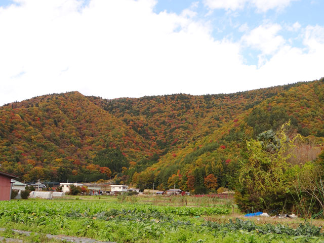 番外写真館紅葉43｜ホッキョクグマと三角コーン