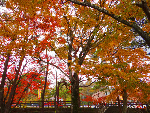 番外写真館紅葉50｜ホッキョクグマと三角コーン