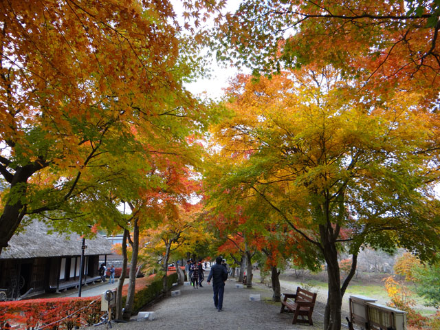 番外写真館紅葉59｜ホッキョクグマと三角コーン