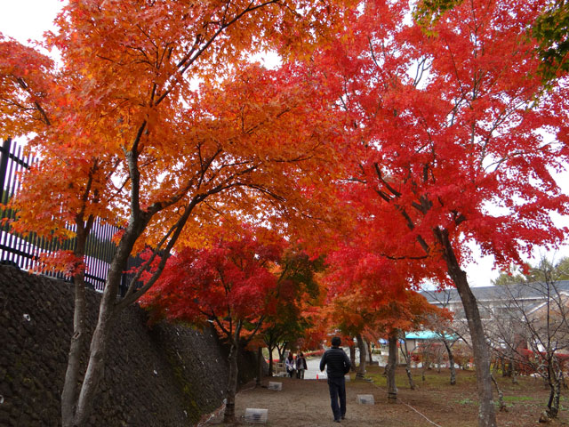 番外写真館紅葉60｜ホッキョクグマと三角コーン