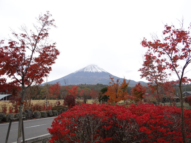 番外写真館紅葉61｜ホッキョクグマと三角コーン