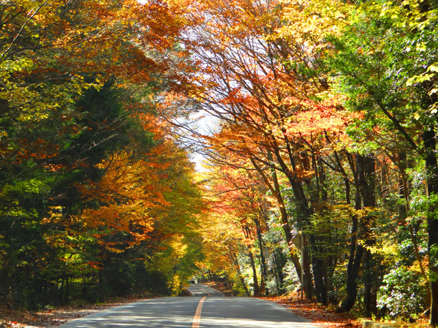番外写真館紅葉62｜ホッキョクグマと三角コーン