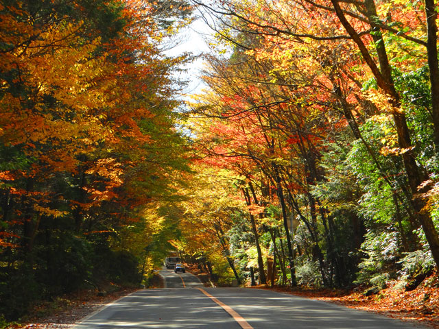 番外写真館紅葉63｜ホッキョクグマと三角コーン