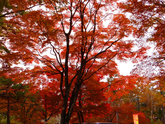 番外写真館紅葉51｜ホッキョクグマと三角コーン
