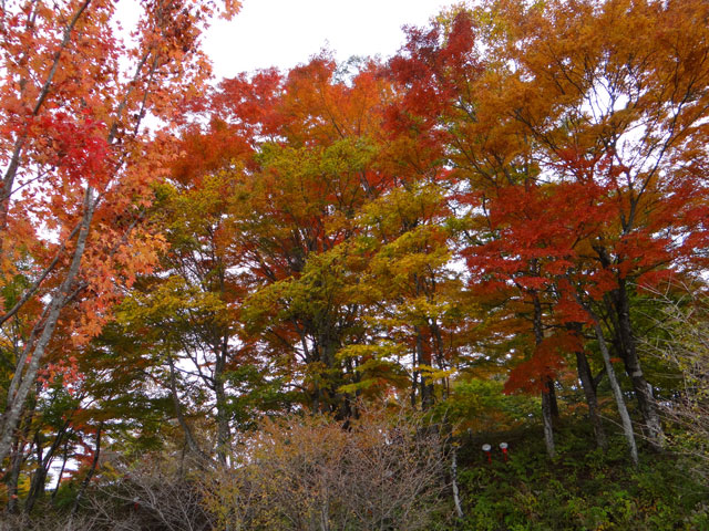 番外写真館紅葉52｜ホッキョクグマと三角コーン