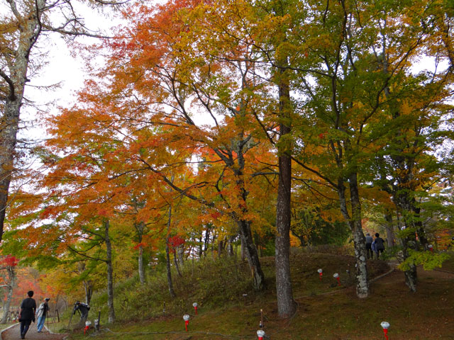 番外写真館紅葉53｜ホッキョクグマと三角コーン