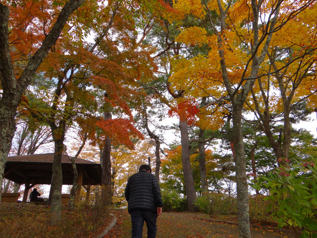 番外写真館紅葉54｜ホッキョクグマと三角コーン
