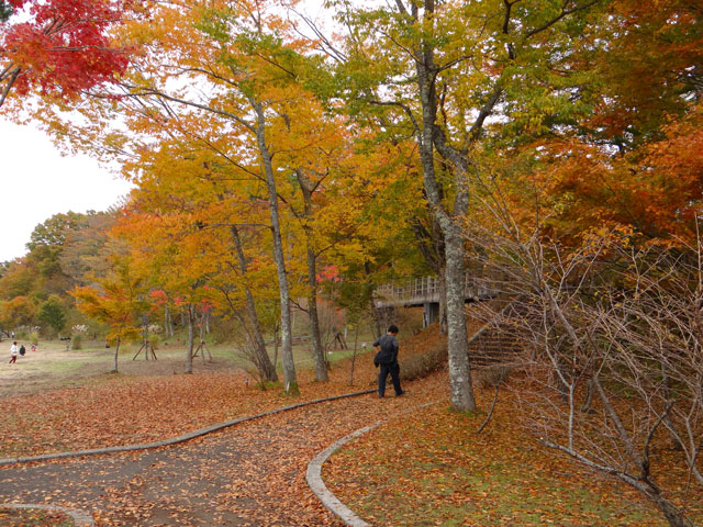 番外写真館紅葉56｜ホッキョクグマと三角コーン