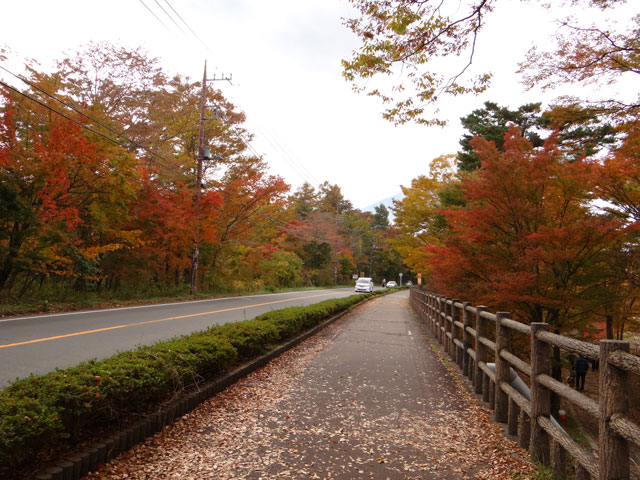 番外写真館紅葉57｜ホッキョクグマと三角コーン