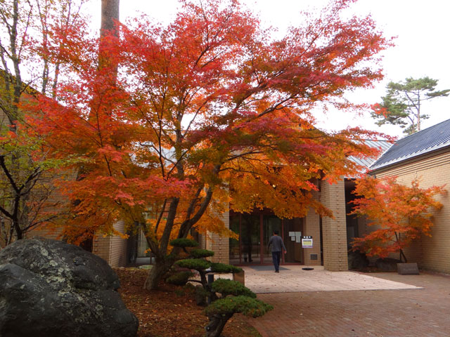 番外写真館紅葉58｜ホッキョクグマと三角コーン