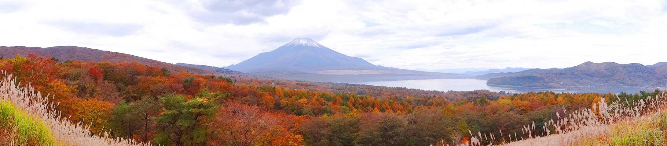 番外写真館紅葉66｜ホッキョクグマと三角コーン