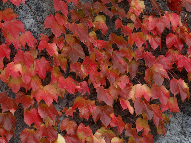 番外写真館紅葉83｜ホッキョクグマと三角コーン