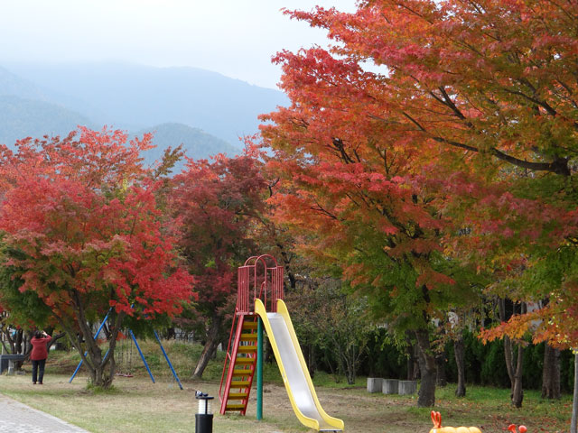 番外写真館紅葉84｜ホッキョクグマと三角コーン