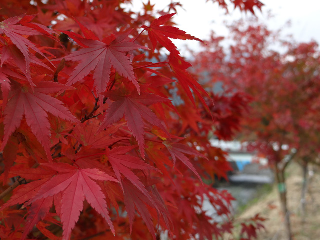 番外写真館紅葉85｜ホッキョクグマと三角コーン
