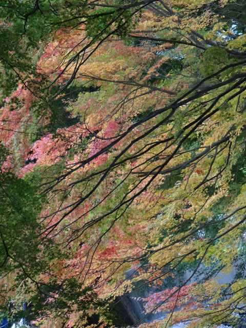 番外写真館紅葉86｜ホッキョクグマと三角コーン