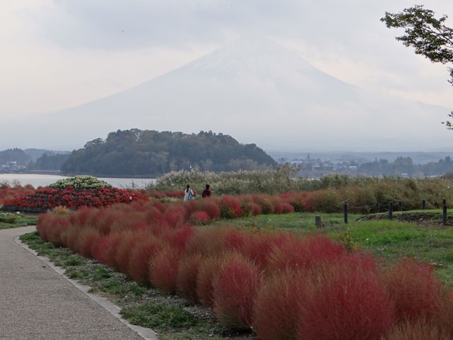 番外写真館紅葉78｜ホッキョクグマと三角コーン