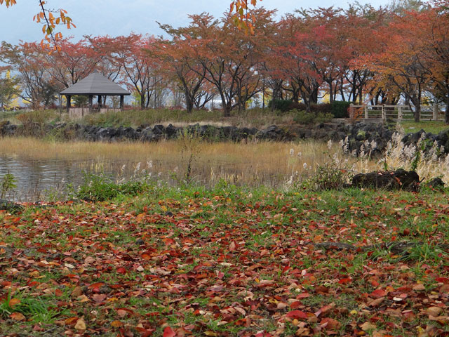 番外写真館紅葉79｜ホッキョクグマと三角コーン