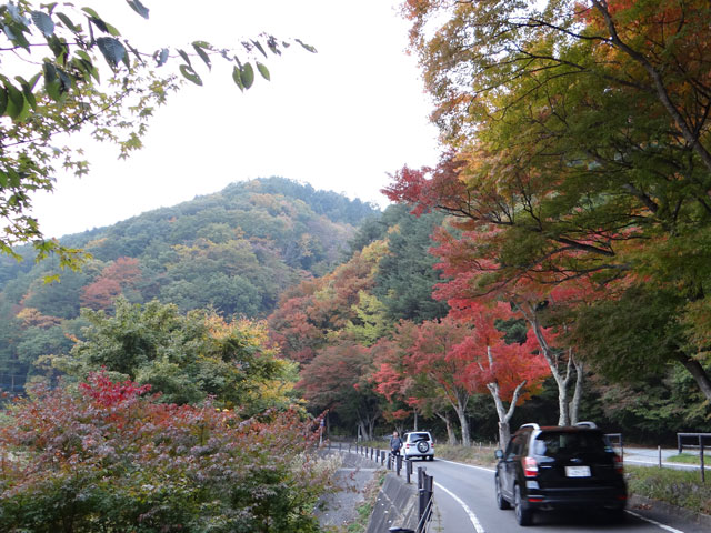 番外写真館紅葉80｜ホッキョクグマと三角コーン
