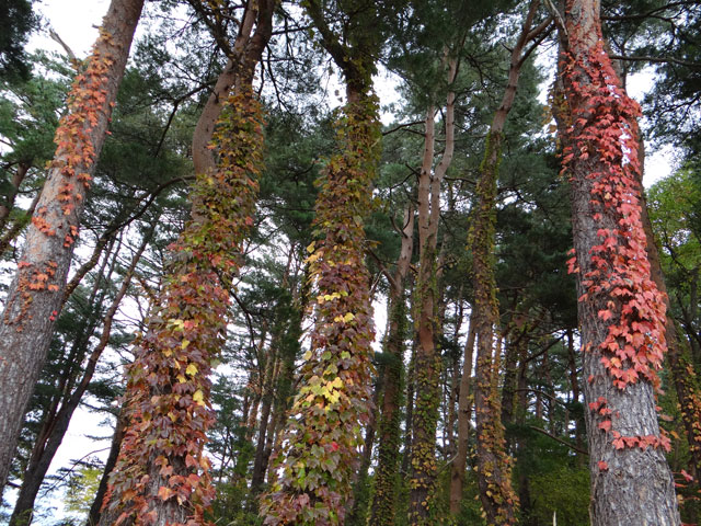 番外写真館紅葉81｜ホッキョクグマと三角コーン