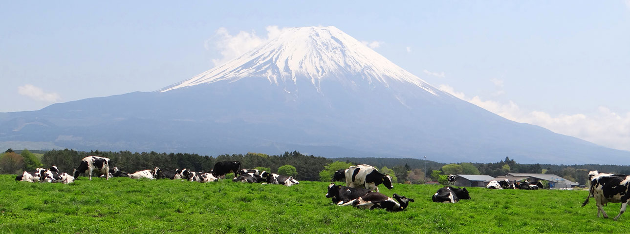 番外写真館初夏の富士山麓13｜ホッキョクグマと三角コーン