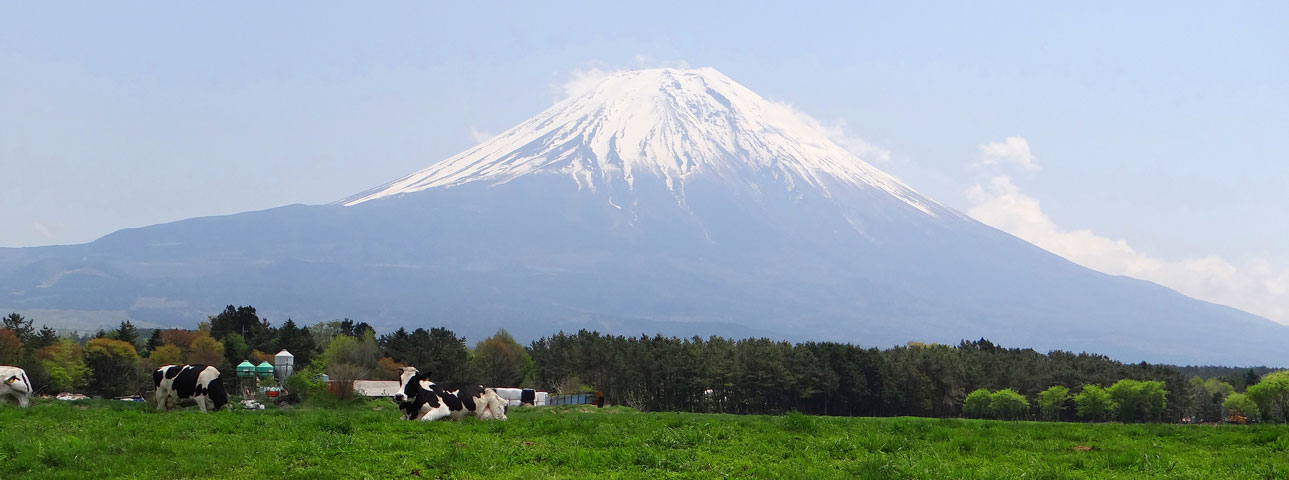 番外写真館初夏の富士山麓14｜ホッキョクグマと三角コーン