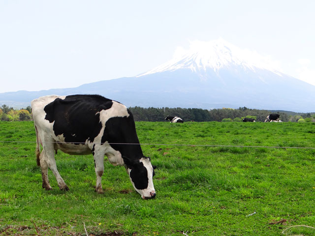 番外写真館初夏の富士山麓24｜ホッキョクグマと三角コーン