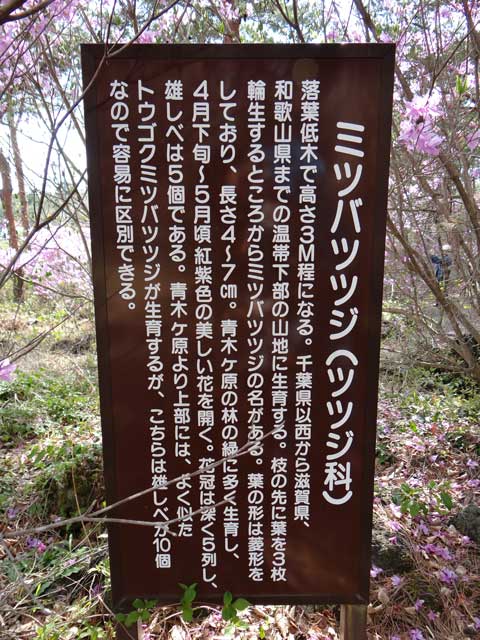 番外写真館初夏の富士山麓35｜ホッキョクグマと三角コーン
