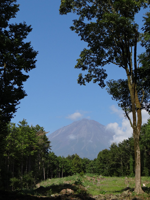番外写真館秋の富士山18｜ホッキョクグマと三角コーン