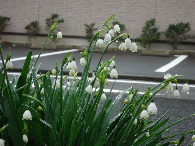 番外写真館スノーフレーク2｜ホッキョクグマと三角コーン
