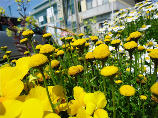 番外写真館その他11｜ホッキョクグマと三角コーン