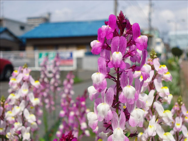 番外写真館その他4｜ホッキョクグマと三角コーン