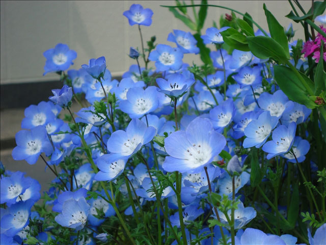 番外写真館その他5｜ホッキョクグマと三角コーン