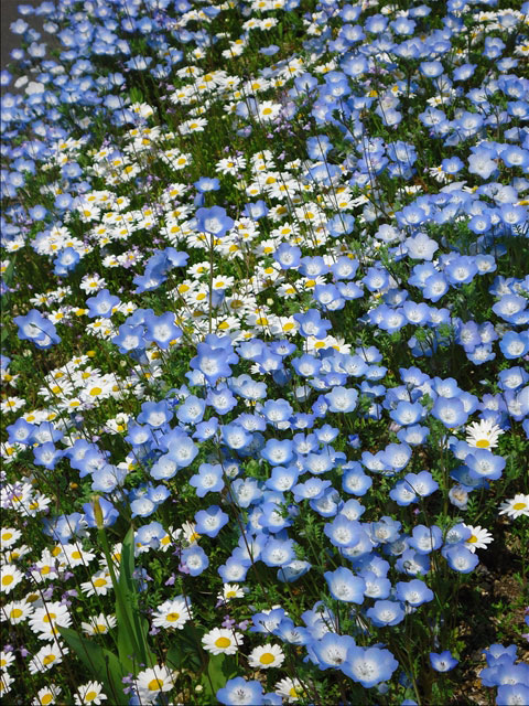 番外写真館その他6｜ホッキョクグマと三角コーン