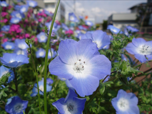 番外写真館その他7｜ホッキョクグマと三角コーン