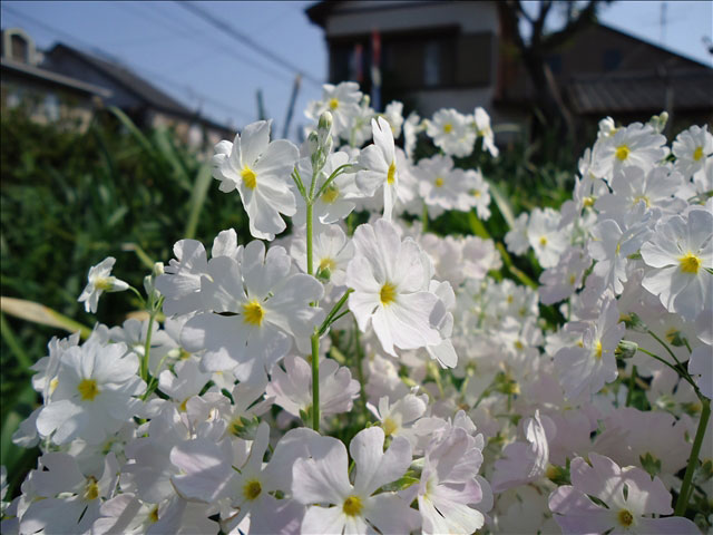 番外写真館プリムラ5｜ホッキョクグマと三角コーン