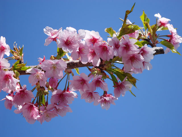 番外写真館河津桜1｜ホッキョクグマと三角コーン