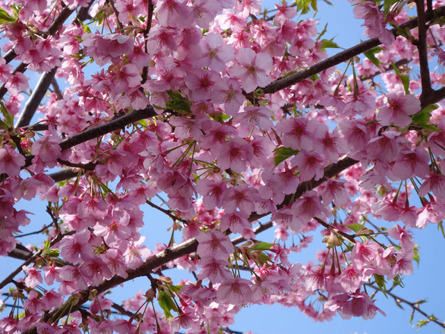 番外写真館河津桜10｜ホッキョクグマと三角コーン