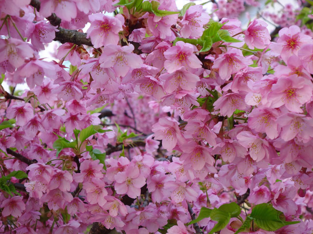番外写真館河津桜11｜ホッキョクグマと三角コーン