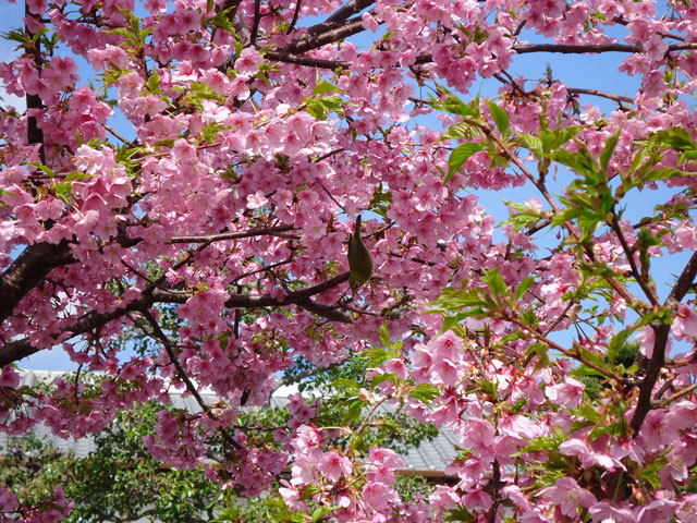 番外写真館河津桜12｜ホッキョクグマと三角コーン