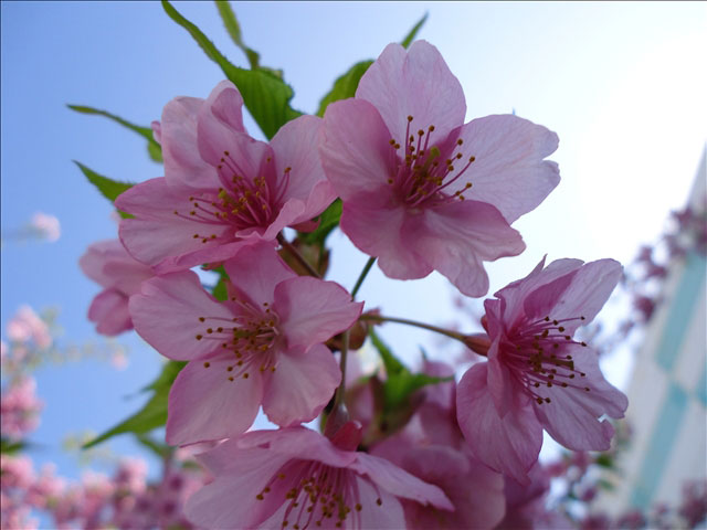 番外写真館河津桜2｜ホッキョクグマと三角コーン