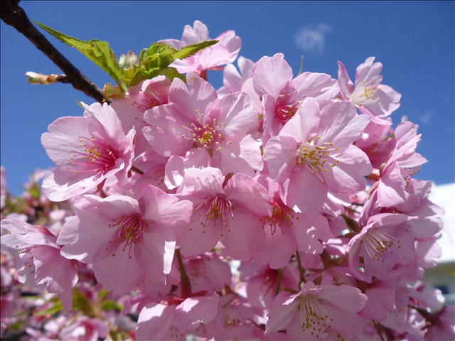 番外写真館河津桜3｜ホッキョクグマと三角コーン