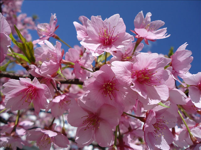 番外写真館河津桜4｜ホッキョクグマと三角コーン